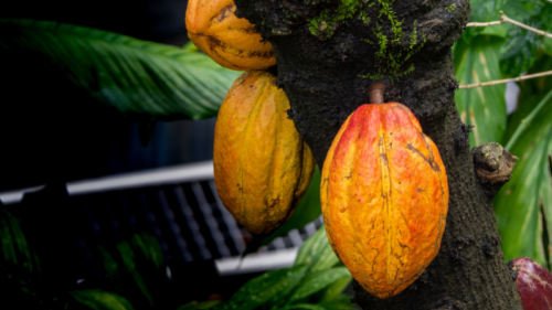 Coffee and Chocolate: Two Beans in a Pod