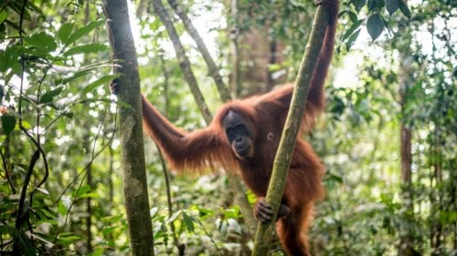The Orang Utan Coffee Project live on RAI 