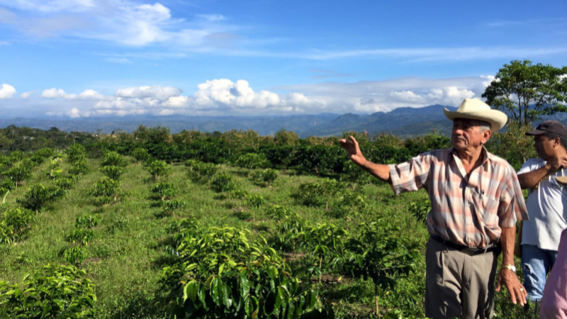 From Farm to Cup,  The Journey of Coffee